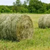 Expert Solutions-Alfalfa Hay and Grass Shipping