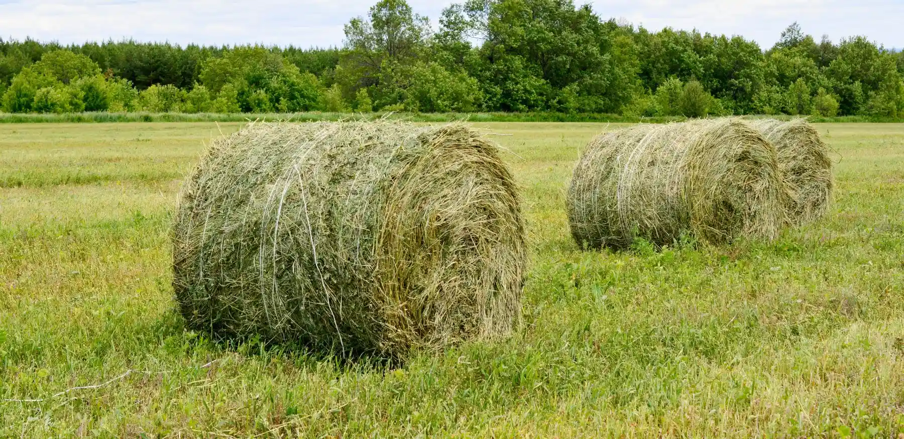 ALFALFA HAY & GRASS SHIPPING